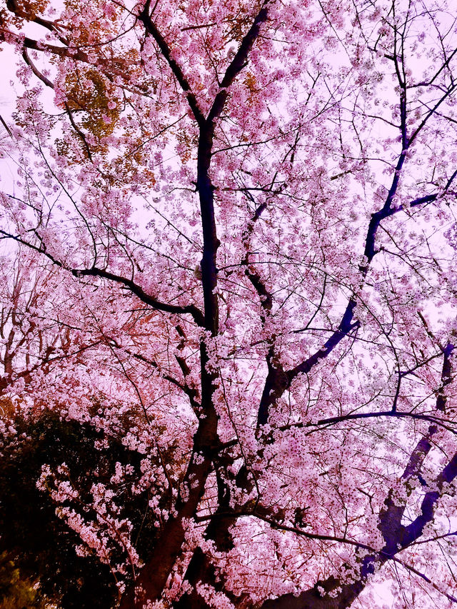 🌸桜満開の横浜で春色の山下公園、マリンタワー、人形の家散歩🌸✨ 🌸桜満開の横浜で春色の山下公園、マリンタワー、人形の家散歩🌸✨