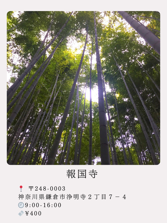 【鎌倉】絶景！マストで行きたい映える寺院と神社