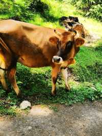 Treking diary in Manali, India