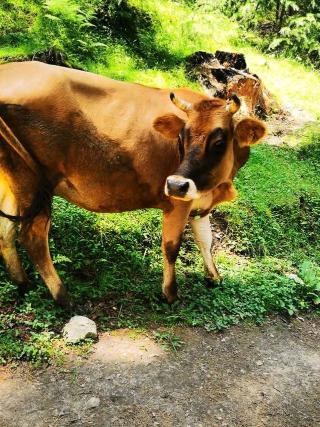 Treking diary in Manali, India