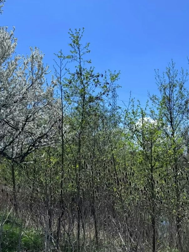 L’Amoreaux North Park – A Peaceful Urban Escape in Toronto