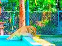 與猛獸近距離接觸的芭提雅老虎園 Tiger Park Pattaya