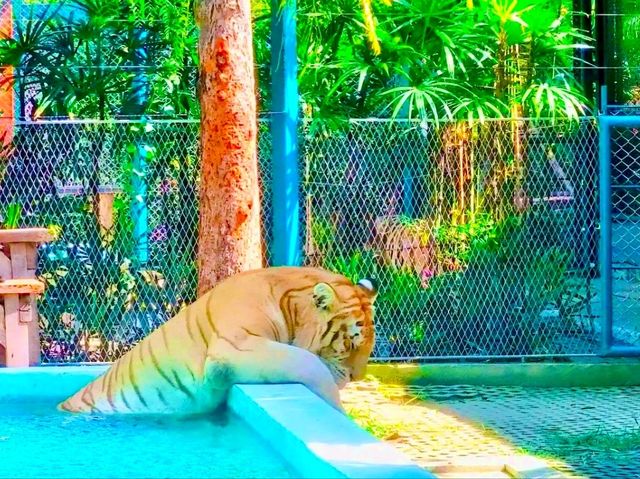 與猛獸近距離接觸的芭提雅老虎園 Tiger Park Pattaya