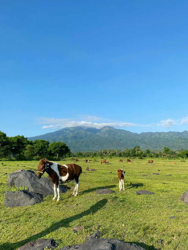Padang Savana Tianyar in Bali