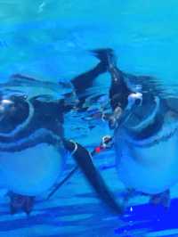 🐧 天空の街で出会う癒し──すみだ水族館・ペンギン展示の思い出