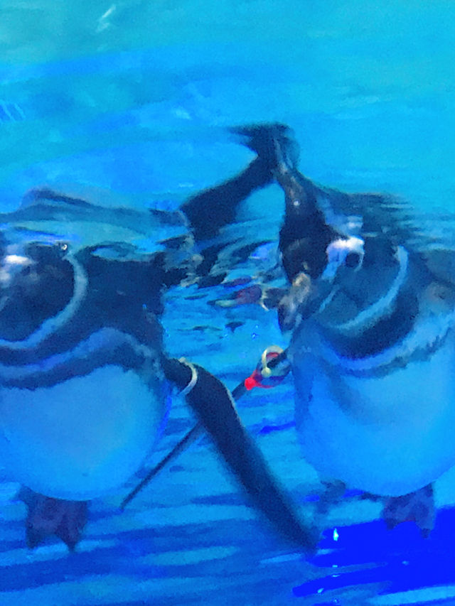 🐧 天空の街で出会う癒し──すみだ水族館・ペンギン展示の思い出 🐧 天空の街で出会う癒し──すみだ水族館・ペンギン展示の思い出