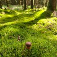 Rold Skov