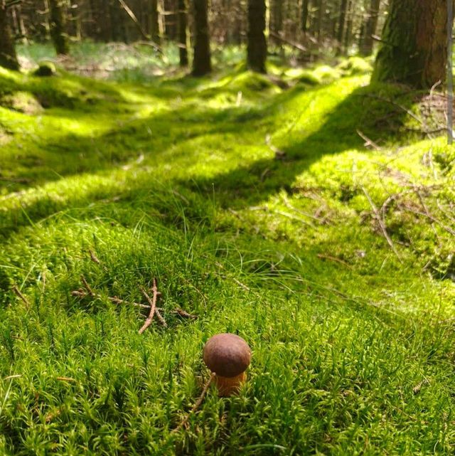 Rold Skov