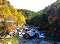 🌲 Akasawa Natural Recreational Forest – One of Japan’s Most Beautiful Forests 🌲