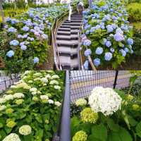 Hydrangea Dreams: Odaiba Summer Escapade 🌿