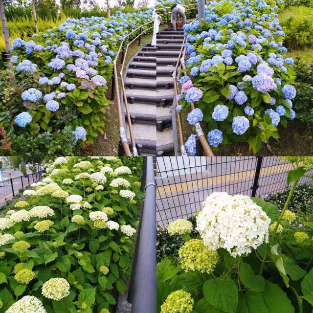 Hydrangea Dreams: Odaiba Summer Escapade 🌿