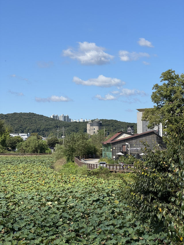🌿 호수 따라 걷는 평온한 시간, 화성 보통저수지 🌤️