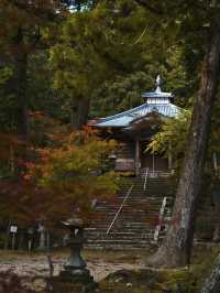 【旅行前に見て】観光攻略付‼️藤の花だけじゃない!💜🍁✨古刹を彩る美しい紅葉の庭園を楽しむ静寂の旅へ🙏