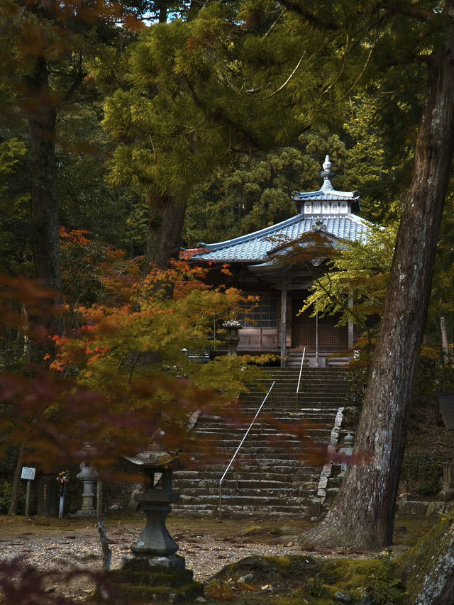 【旅行前に見て】観光攻略付‼️藤の花だけじゃない!💜🍁✨古刹を彩る美しい紅葉の庭園を楽しむ静寂の旅へ🙏 【旅行前に見て】観光攻略付‼️藤の花だけじゃない!💜🍁✨古刹を彩る美しい紅葉の庭園を楽しむ静寂の旅へ🙏