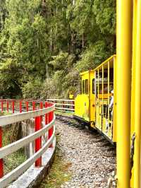 Hop On for Nostalgia: Bong Bong Train Ride in Taipingshan 🚂🌲