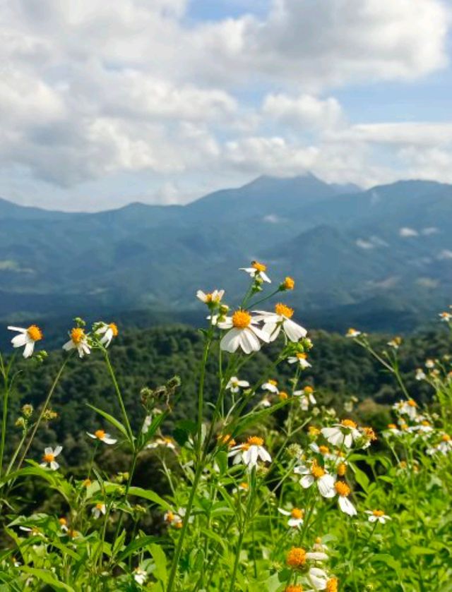 ไปหาสมศรี@ภูทัพฟ้า 360 องศา จ.แพร่