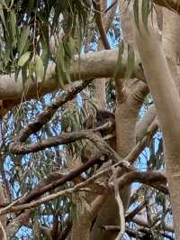 【オーストラリア・西オーストラリア】自然とコアラに出会える「Yanchep National Park」🌿🦘