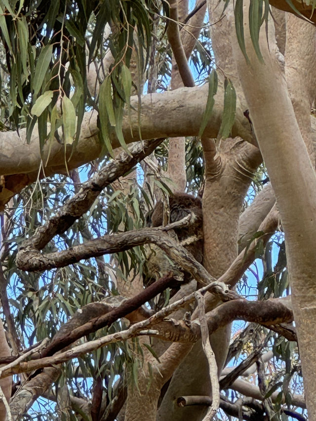 【オーストラリア・西オーストラリア】自然とコアラに出会える「Yanchep National Park」🌿🦘 【オーストラリア・西オーストラリア】自然とコアラに出会える「Yanchep National Park」🌿🦘