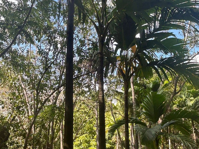 Sir Seewoosagur Ramgoolam Botanical Garden