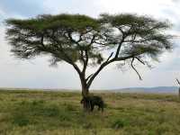 Endless Plains Alive with the Spirit of the Wild