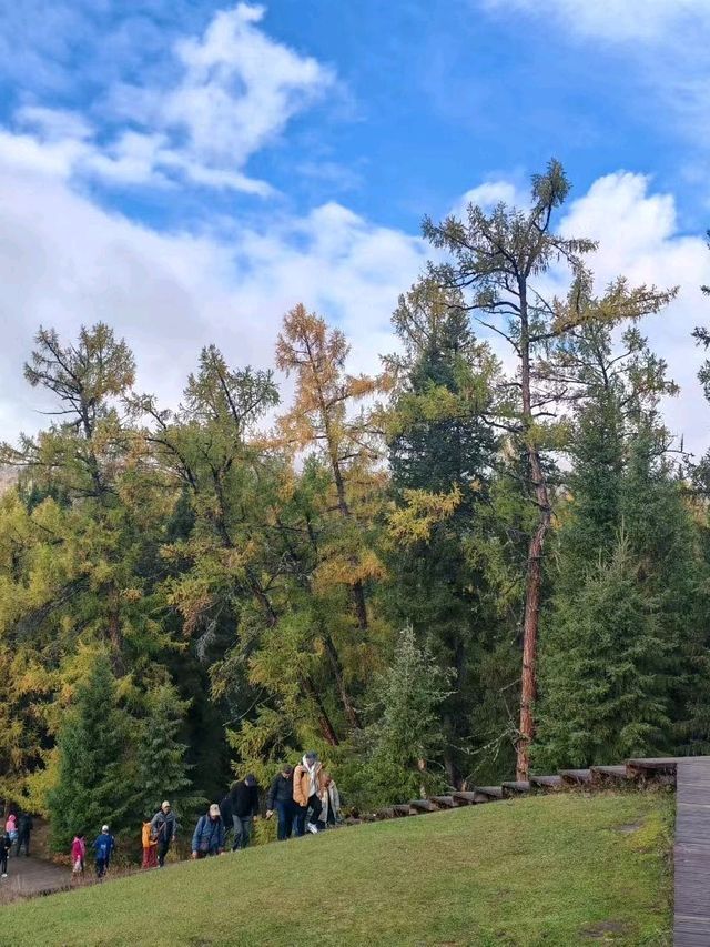 Misty Path Magic🌲
