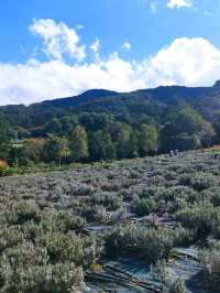 蒜山香草樂園