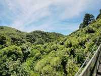 Sanctuary of Song & Forest Memory