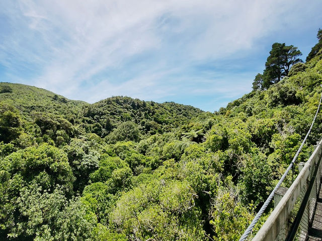 Sanctuary of Song & Forest Memory Sanctuary of Song & Forest Memory
