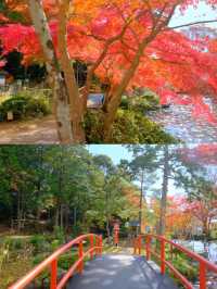京都小眾紅葉秘境✨大原野神社の私藏打卡指南