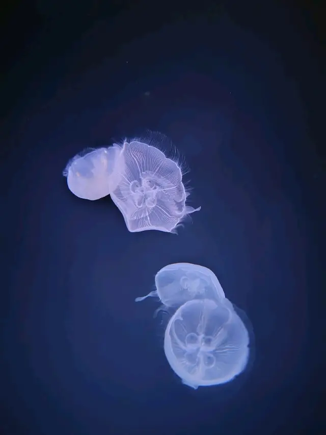 東京必去景點:陽光水族館