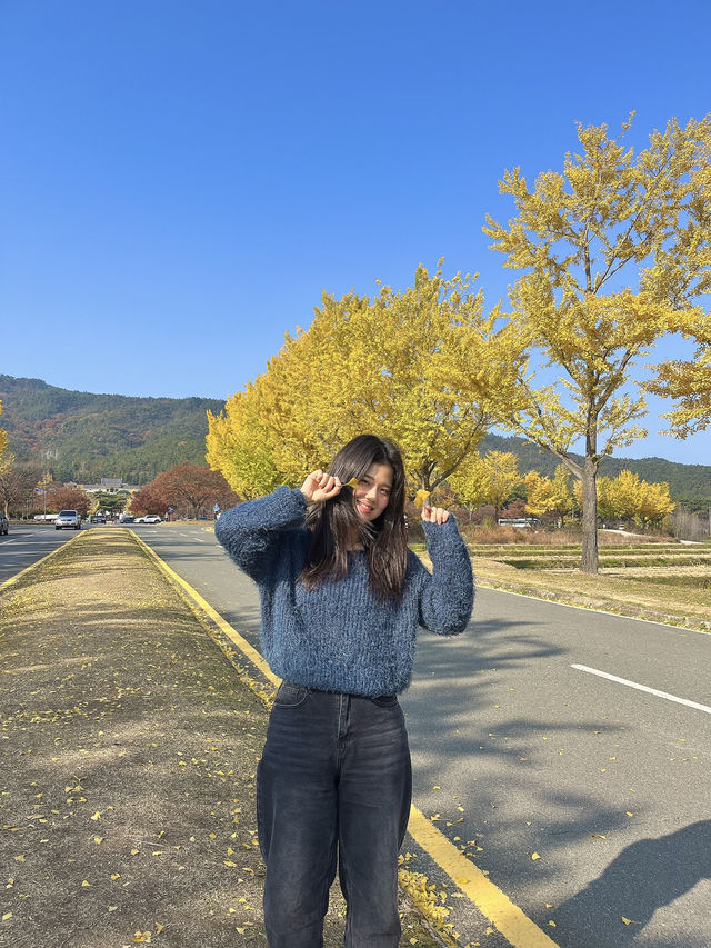 경주 은행나무 포토존 유적지 경주 은행나무 포토존 유적지