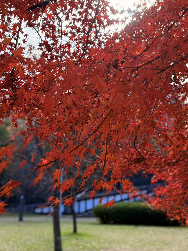 大阪｜連兩年造訪大阪城 看秋日銀杏與楓紅的別樣美感
