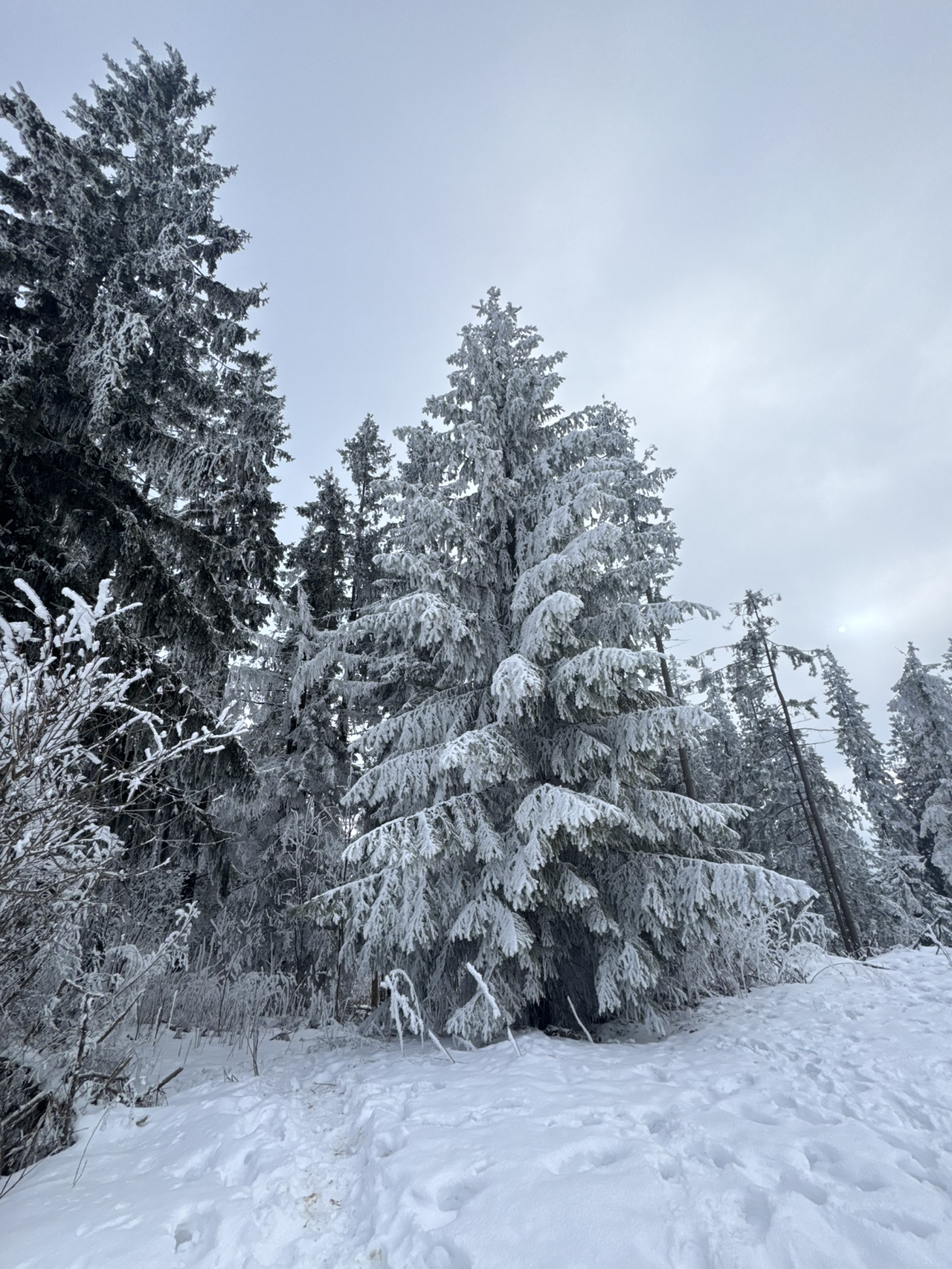 SKIING IN ZAKOPANE — POLAND’S ALPINE ADVENTURE 🎿❄️