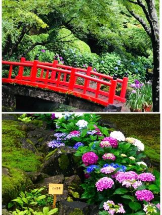 日本縱貫遊【初夏賞綠＆繡球花打卡熱點】。