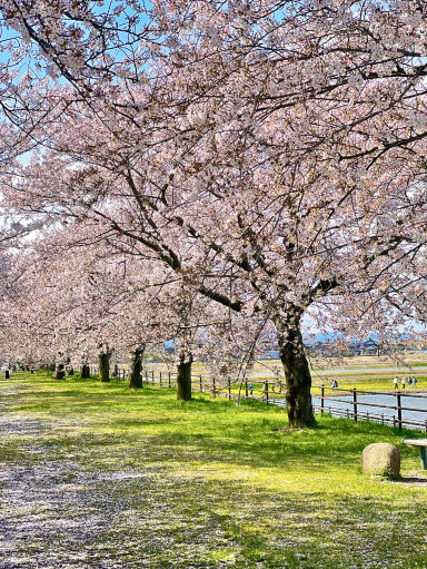 日野芳春　鎮宅守護四季花　掛軸　絹本 掛け軸 日野芳春 鎮宅守護四季花 風鎮2個付き - メルカリ