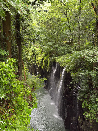 A trip from Fukuoka to Takachiho and Kamishiromi Shrine is one of Kyushu's most mythical and healing itineraries. Takachiho Gorge boasts majestic columnar cliffs and the breathtaking Manai Falls. Boating through the gorge allows for a close-up experience of the mountain's spiritual energy, while the trails are tranquil and lush. Kamishiromi Shrine, nestled in the forest, is considered the prototype for the "Forest of Fireflies." Its approach is shaded by trees, with dappled sunlight creating a serene and otherworldly atmosphere, perfect for quiet worship and photography. The lack of crowds allows for a more immersive experience of the ancient shrine's tranquility. Combining natural wonders with a mystical Japanese atmosphere, this day trip offers a comfortable and unhurried experience away from the hustle and bustle of the city, making it an excellent choice for a day trip near Fukuoka. 🤤🤤
Transportation: If you are not driving, you can take a public bus: From Fukuoka's Hakata, take the Nishitetsu long-distance bus directly to the Takachiho Bus Center. The journey takes approximately 3.5 hours and costs around 4000-5700 yen. Buses are limited, so be sure to book in advance online. Using the SUNQ PASS can save on fares. After arriving at the Takachiho Bus Terminal, take a local taxi to Kamishimi Shrine. 🙌🏻🤓