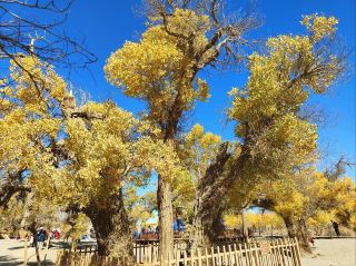 October Exclusive: Dive into a Golden Euphrates Poplar Forest in a Heartbeat.