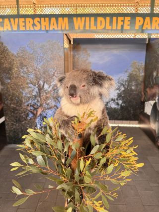 Get Up Close With Aussie Icons at Caversham Wildlife Park 🦘✨
