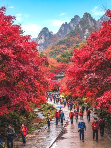 燃え上がるような真っ赤な紅葉。 | Trip.com 井邑市
