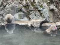 Bathing with the Snow Monkeys in Nagano