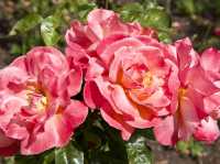 From Gardens to Wildlife: Holland Park Awaits