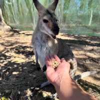 Must Visit: Lone Pine Koala Sanctuary 🇦🇺