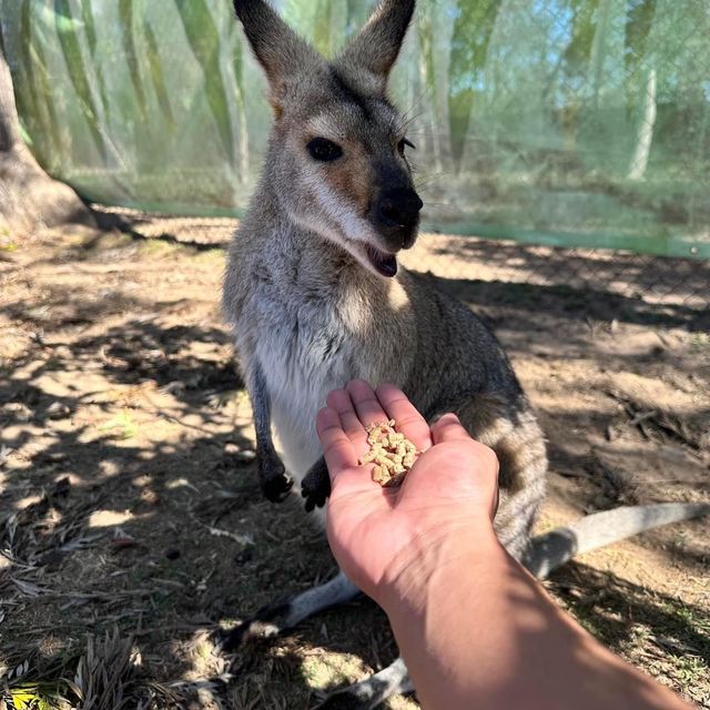 Must Visit: Lone Pine Koala Sanctuary 🇦🇺