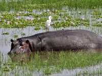 1 Day Akagera National Park Game Drive