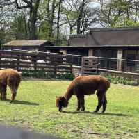 Tollcross farm park