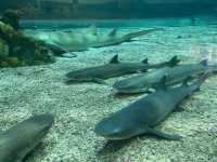 Manila Ocean Park 🐟