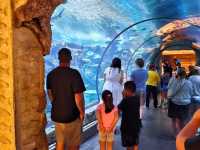 Shark Reef Aquarium at Mandalay Bay 🇺🇸