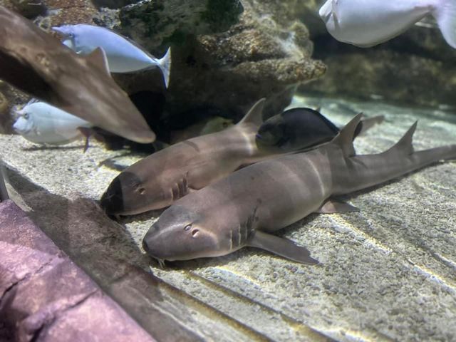 National SEA LIFE Centre Birmingham 🇬🇧