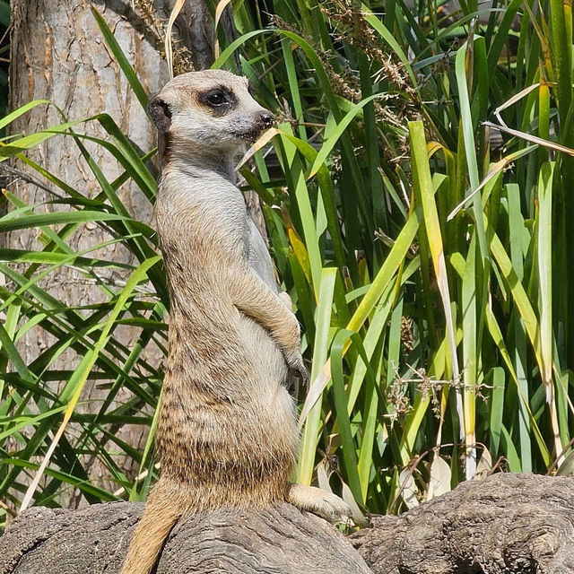 Adelaide Zoo 🗺️