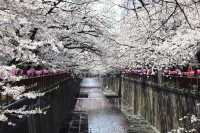 Tokyo's Springtime Splendor